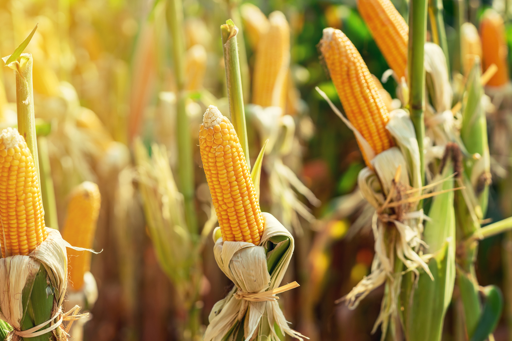 Dry cob of ripe corn on green field at sunlight.
