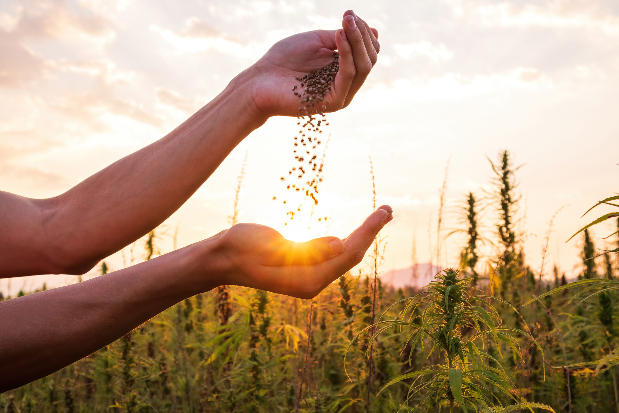 Farmer holding hemp seeds