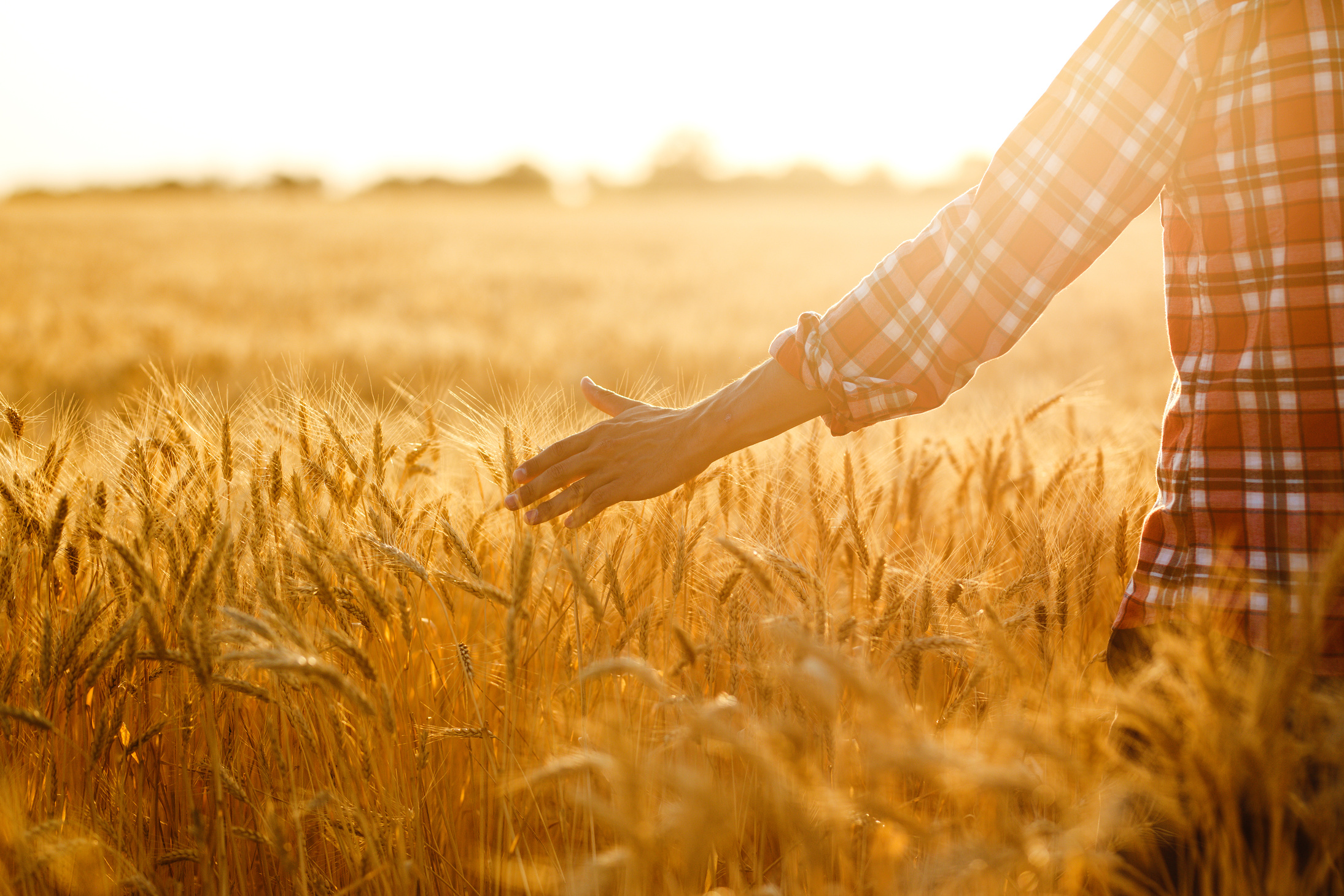 Farmer walking through field checking wheat crop. Farmer examining wheat field.