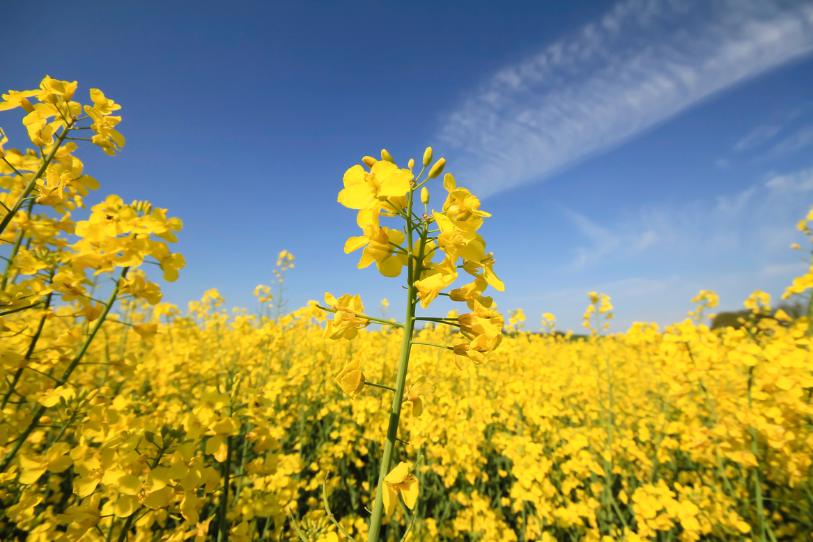 Rapeseed